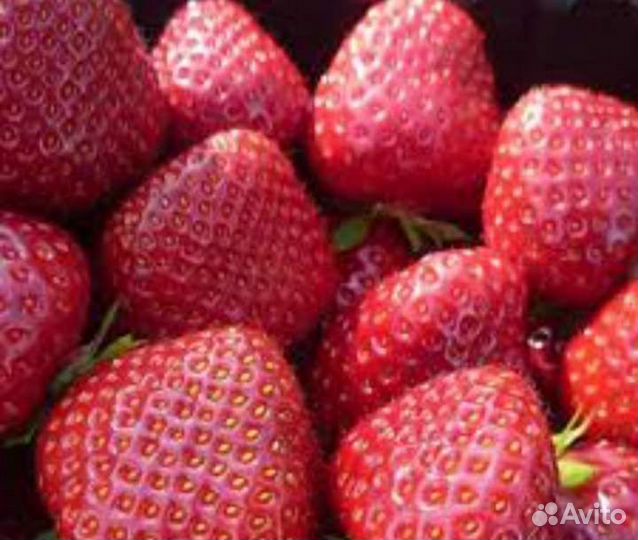 Рассада клубники