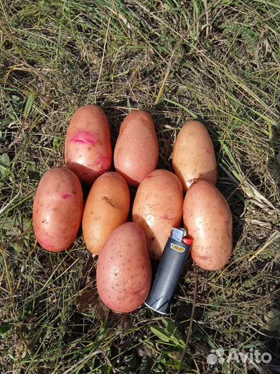 Семенной картофель Палац