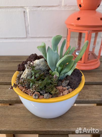 Суккуленты