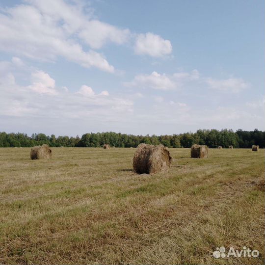 Продам сено в рулонах