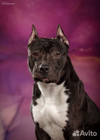 Вязка Американский стаффордширский терьер