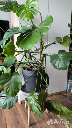 Монстера отросток