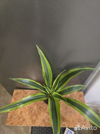 Драцена Душистая