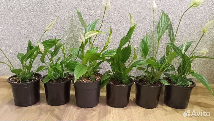 Спатифиллум Купидо