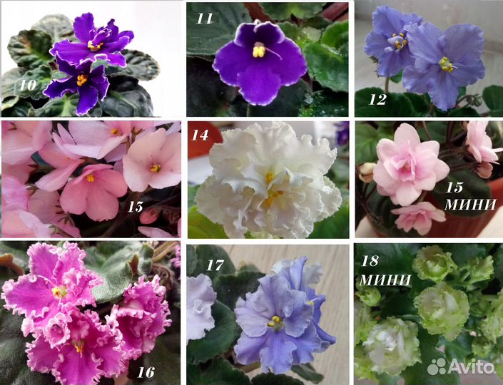 Фиалки стандарты, мини