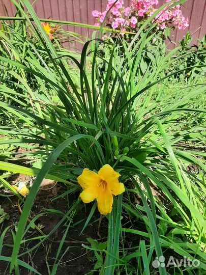 Лилейник низкорослый