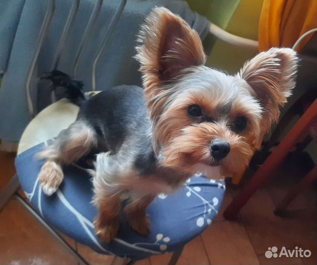 Собака для вязки