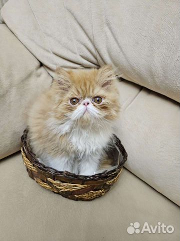 Персидская кошка объявление продам