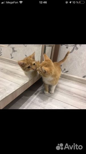 Передержка для собак и кошек