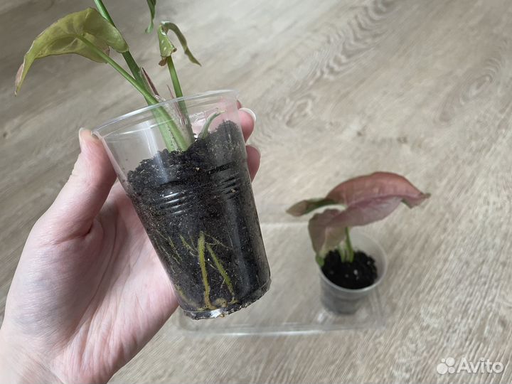 Сингониумы неон пинк