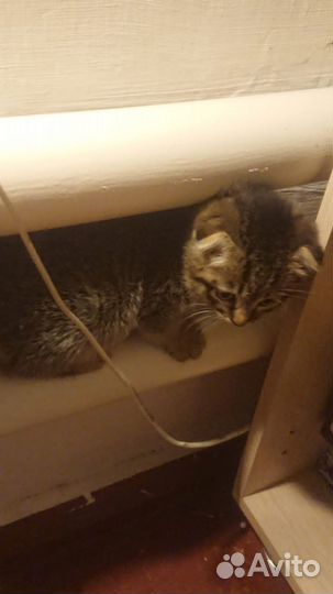 Отдам в добрые руки котят