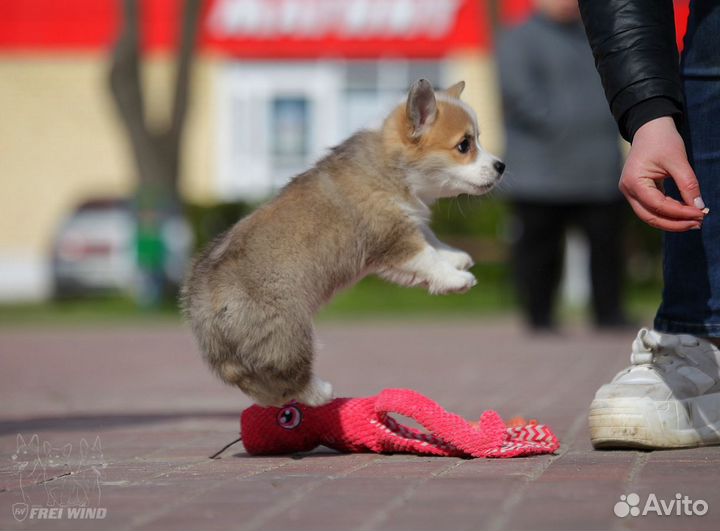 Щенки вельш корги пемброк