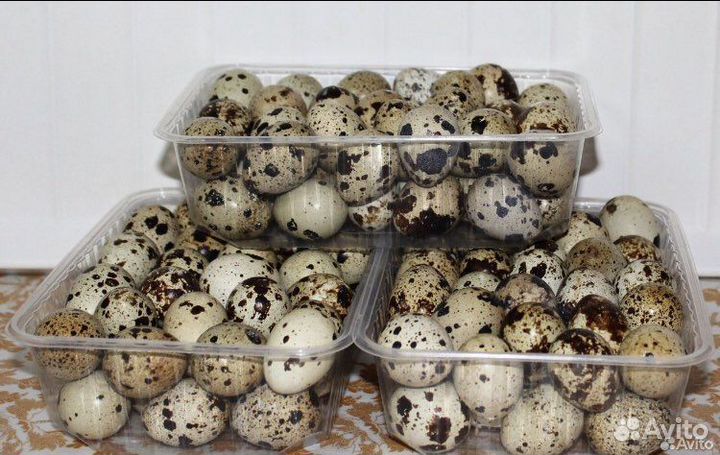 Яйца перепелиные инкубационное Дмитриевский гигант