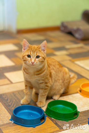 Умница котик 4 мес.с вет. Паспортом, с прививками