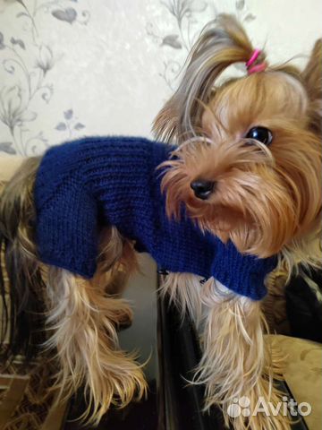 Одежда для маленьких собак