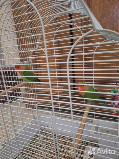 Попугаи неразлучники с клеткой
