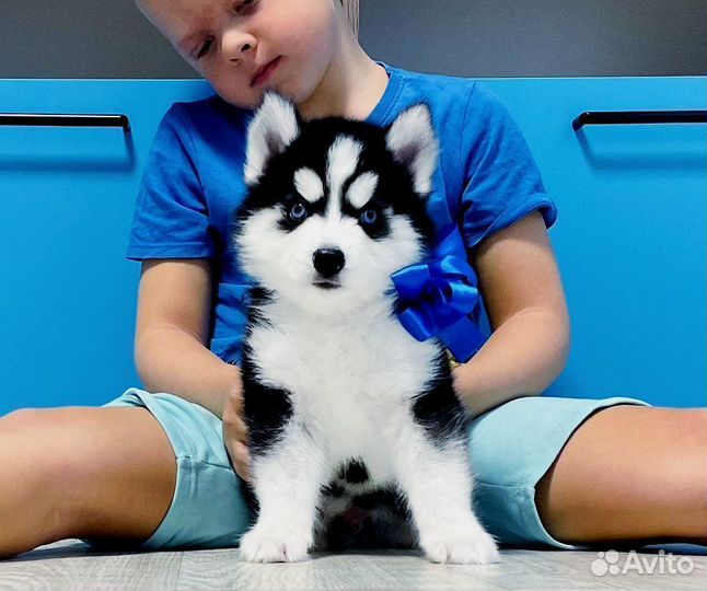 Классные Хаски щеночки + вязка женихи