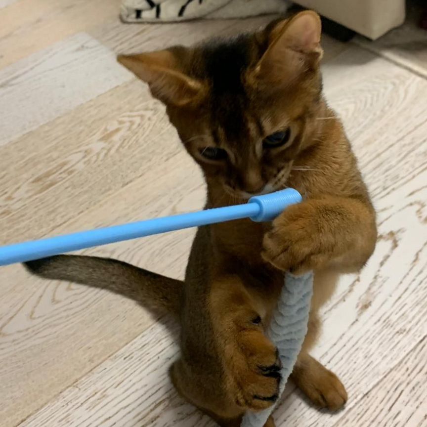 Чаузи девочка chausie котенок