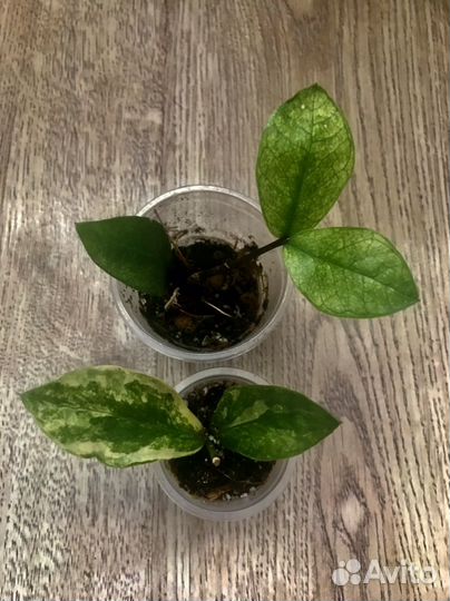 Замиокулькас