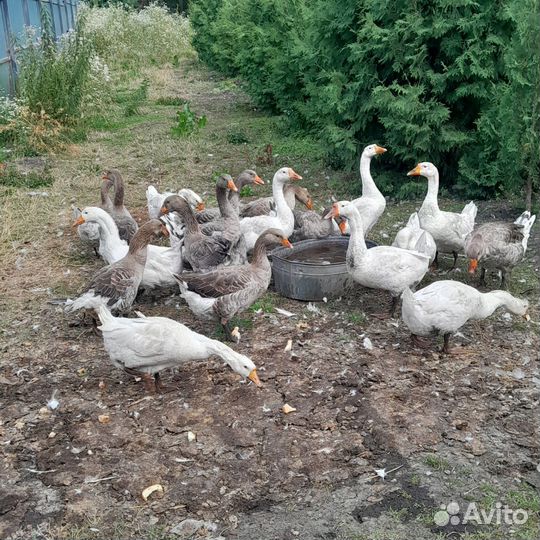 Гуси 11мес
