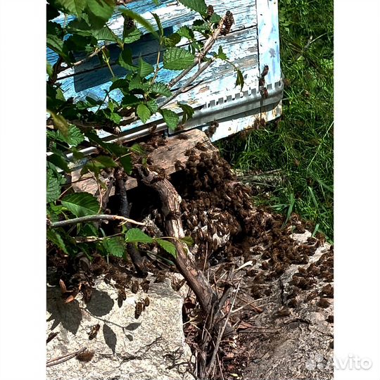 Пчелы карпатка