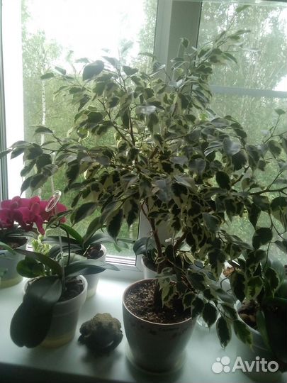 Кротон,фикусы,пеларгония