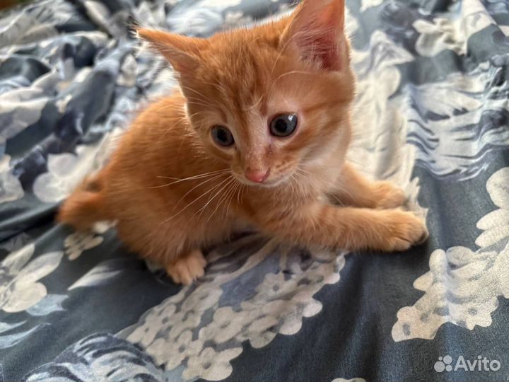Рыжий котенок