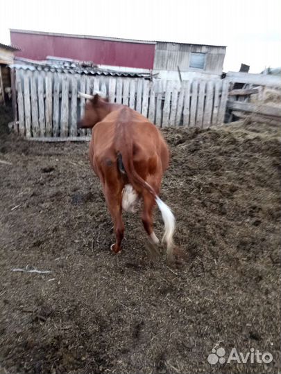 Продам корову