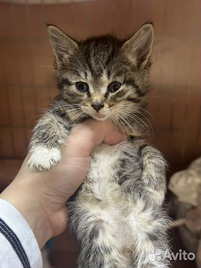 Котенок полосатик в добрые руки