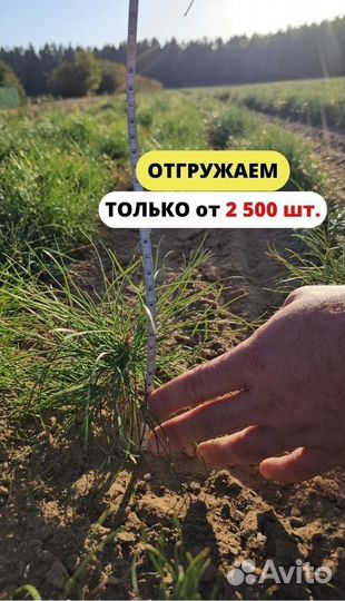 Саженцы сосны и ели окс оптом