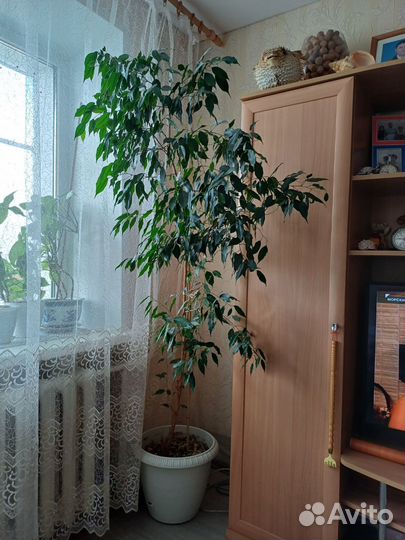 Комнатные растения