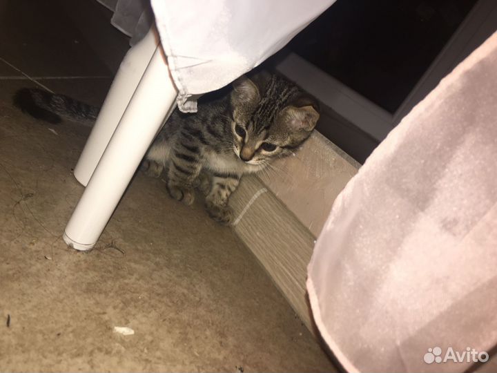 Отдадим котёнка в добрые руки