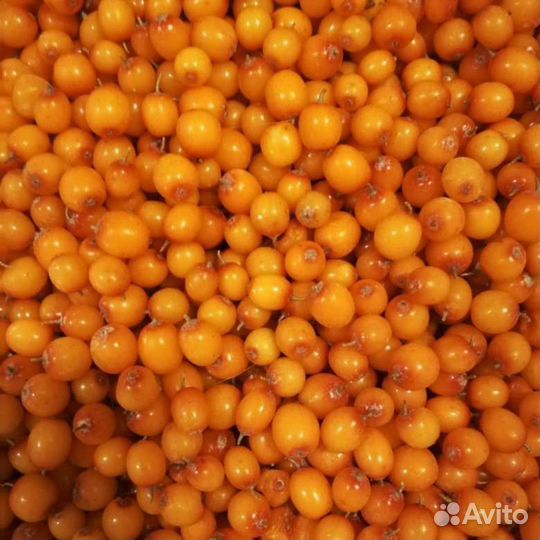 Облепиха ягоды