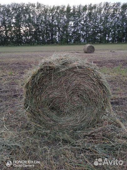Продам сено в рулонах 110 см 2023 г