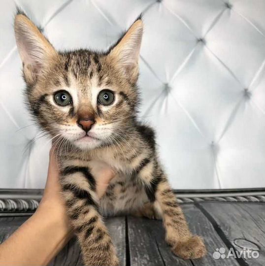 Котенок Чаузи ф1