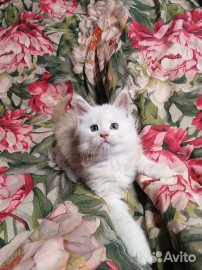 Котята Мейн Кун
