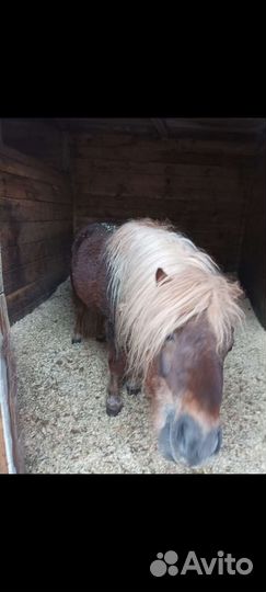 Шетлендские пони