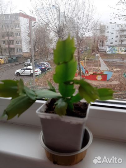 Декабрист