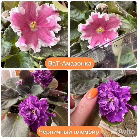 Сортовые фиалки