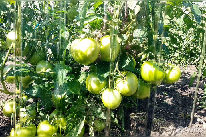 Оргстекло. Монолитный поликарбонат.пвх