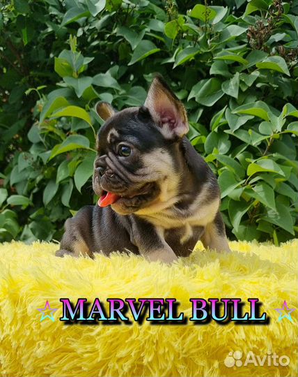 Французский бульдог