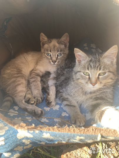 Отдам котиков
