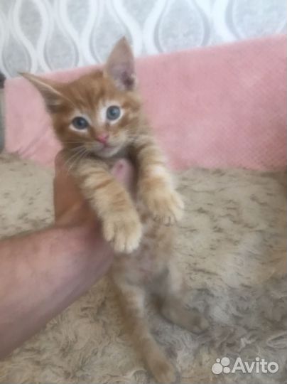 Кот мейн-кун
