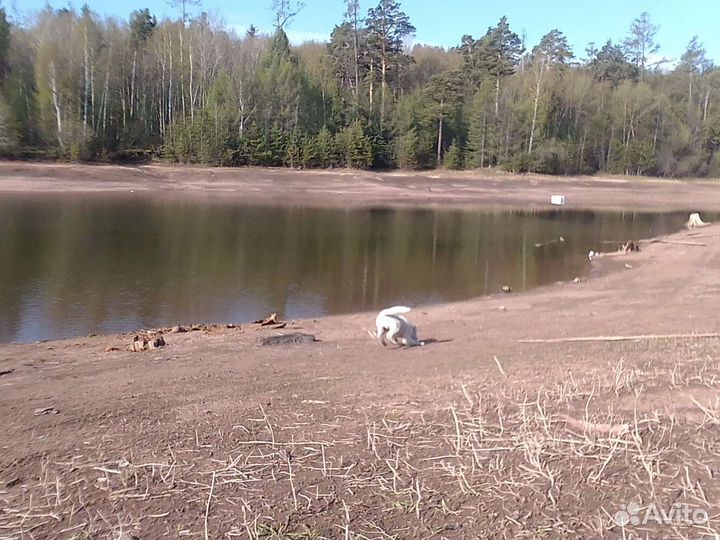 Отдам в добрые руки сабаку