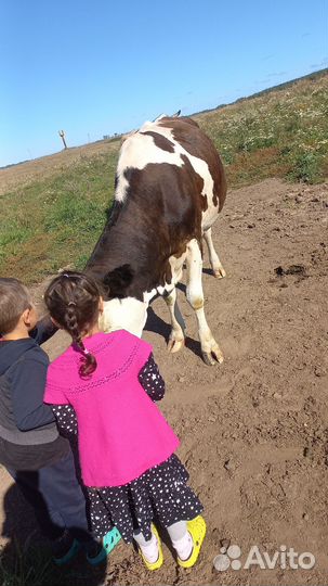 Корова дойная