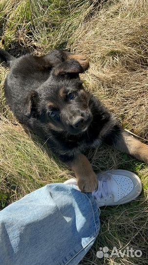 Щенок немецкой овчарки