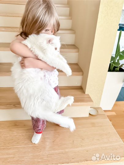 Персидская кошка для разведения