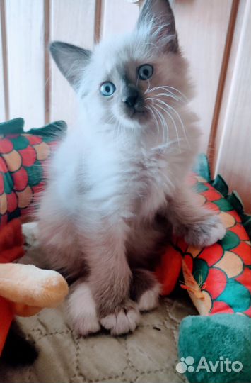 Голубоглазые котятки