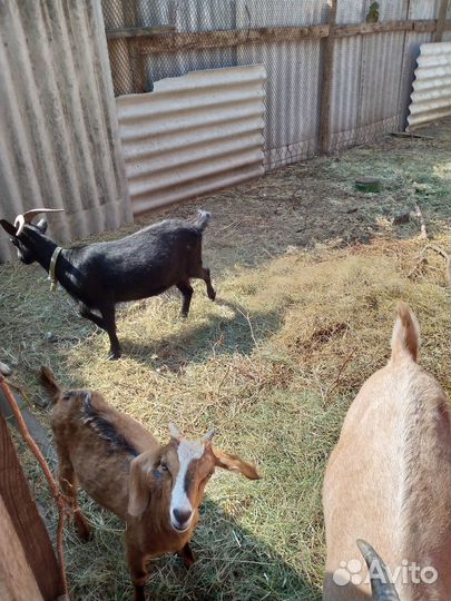 Продам козу и козла