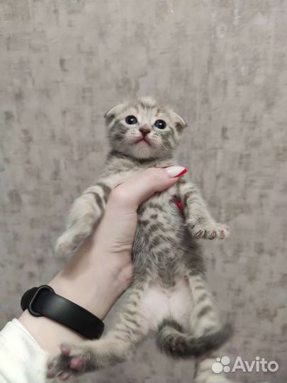 Шотландские вислоухие котята